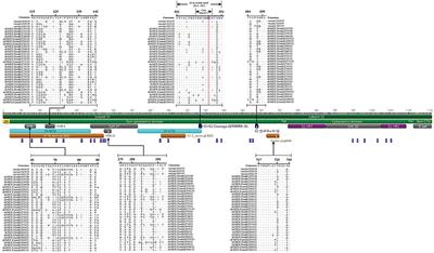 Genome Sequence Variations of Infectious Bronchitis Virus Serotypes From Commercial Chickens in Mexico